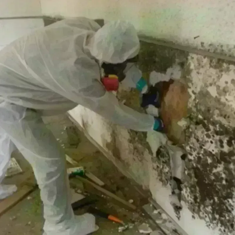 Mold Remediation and Removal in Swansboro, NC